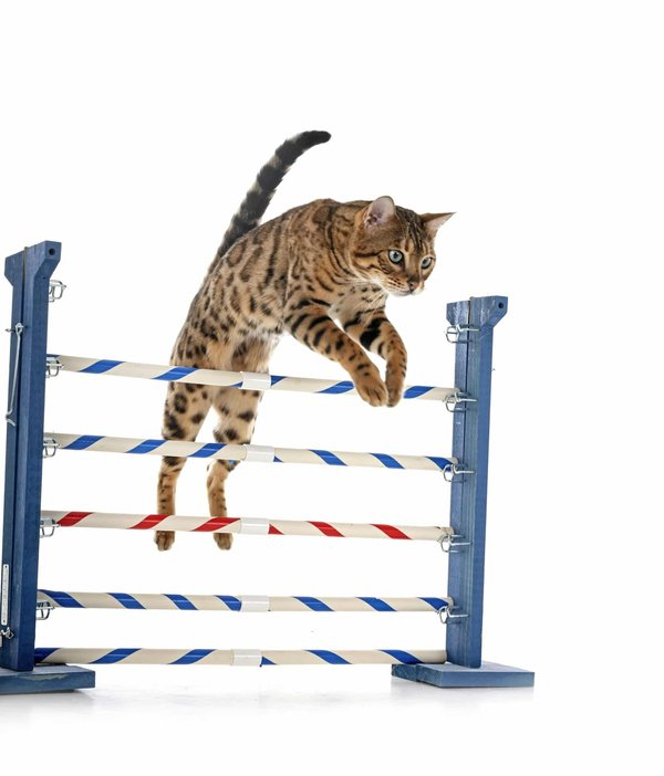 Effective training techniques for stubborn dogs