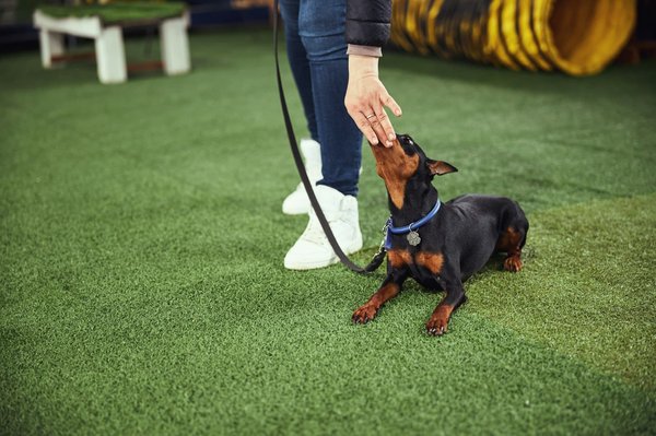 Understanding and managing mouthing behavior in puppies