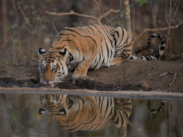 How can sports contribute to promoting environmental conservation and wildlife protection in urban areas?